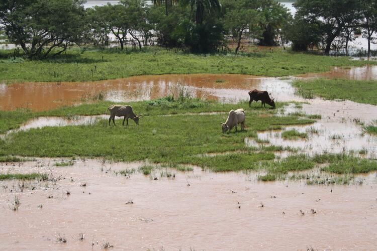 The swamps